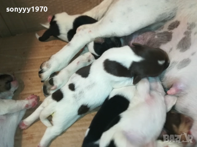 ДЖАК РЪСЕЛ 250ЛВ ЗА КУТРЕ 2008251933, снимка 9 - Джак ръсел териер - 51433966