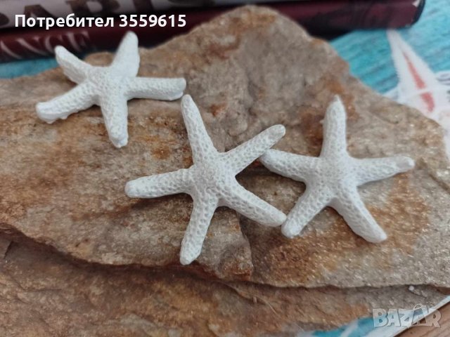морски звезди от Червено море, снимка 1 - Други - 41347110