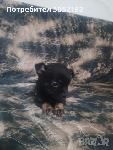 Свободни чухопинчери , снимка 10 - Чихуахуа - 53288956