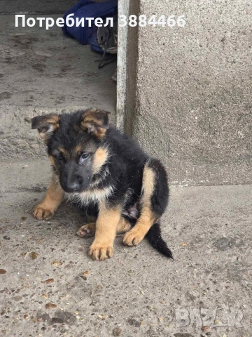 немска овчарка женска