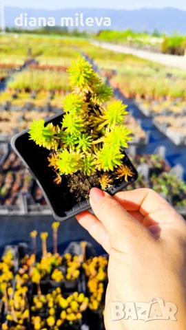 Седум Анджелина, Sedum rupestre Angelina, снимка 8 - Градински цветя и растения - 47307888