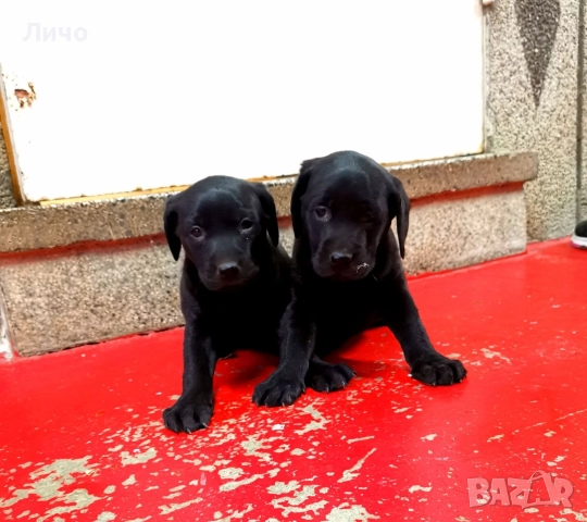 продавам лабрадори , снимка 2 - Лабрадор ретривър - 52679730