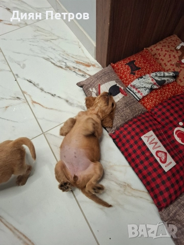 чистокръвни кокер шпаньоли