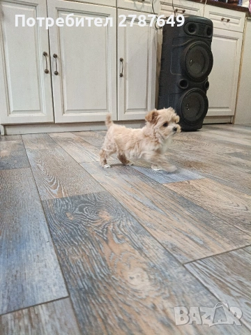 Малтипу, снимка 7 - Пудели - 53650329