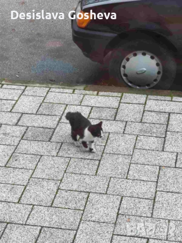 Търсим дом,  на мама Котана и бебе Топчо , снимка 4 - Други - 52941806