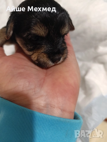 йоркширски териер 3 момченца.и две принцеси, снимка 4 - Йоркширски териер - 53130028