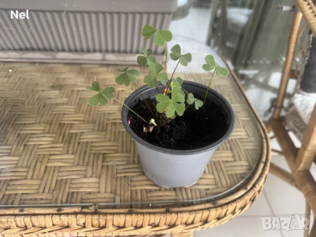 Цветя различни видове 1.50€-30€, снимка 6 - Стайни растения - 54181625