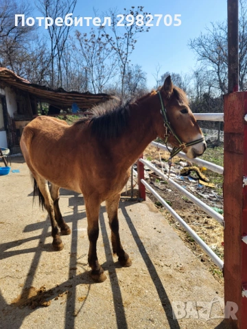 Продажба на кон 2 г, снимка 5 - Коне - 53844214