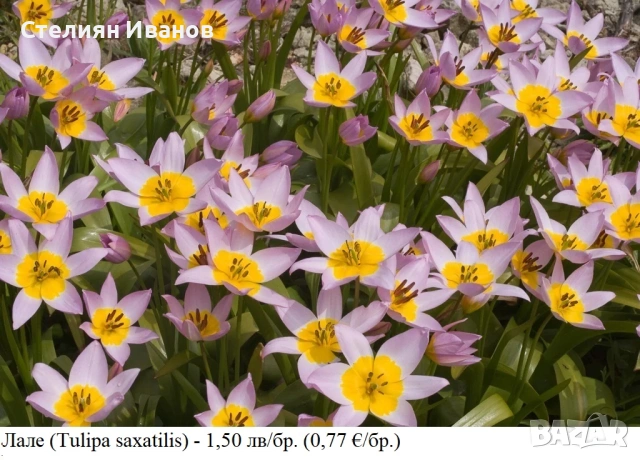 БОТАНИЧЕСКИ ЛАЛЕТА – ЛУКОВИЦИ, снимка 6 - Сортови семена и луковици - 52372825