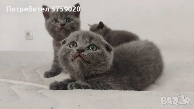 Британски късокосмести/Шотландска клепоуха, снимка 2 - Британска късокосместа - 55778673