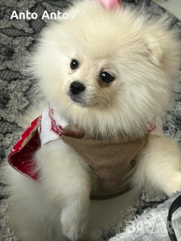 Померан женско, снимка 3 - Померан - 52909840