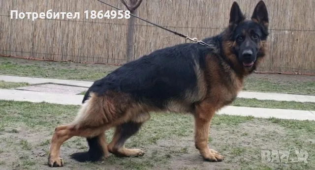 Мъжки Немски Овчарки, снимка 5 - Немска овчарка - 50003277