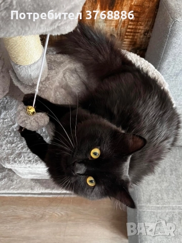 Катерушка за котка 150 см висока, снимка 11 - За котки - 51642200