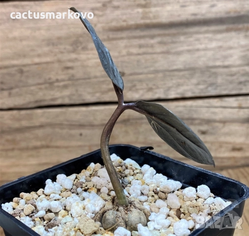 Zamioculcas zamiifolia ‘Raven Black’, снимка 2 - Стайни растения - 52286821
