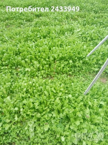 Продавам рукола био, снимка 2 - Други - 52626003