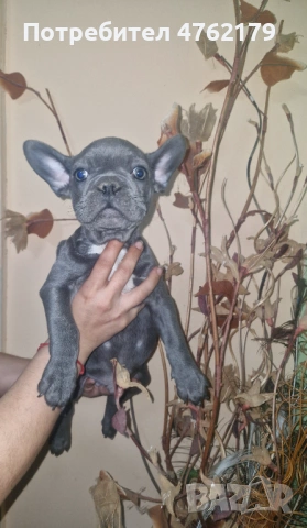 Френски булдог, снимка 11 - Френски булдог - 53800045