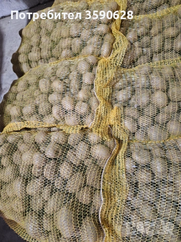 Картоф, снимка 2 - Домашни продукти - 53300065