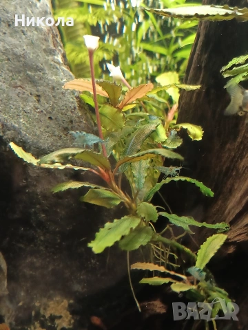 Декоративни скаридки Блу рили карбон и малки Анциструсчета!, снимка 4 - Рибки - 53771236