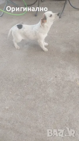 Джак ръсел 05.12.2024г , снимка 9 - Джак ръсел териер - 49945036