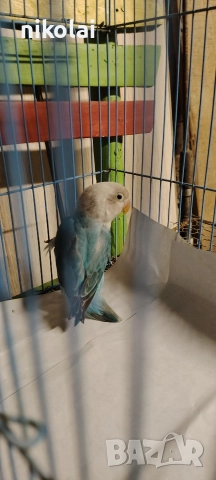 син масков , снимка 3 - Папагали - 52996764