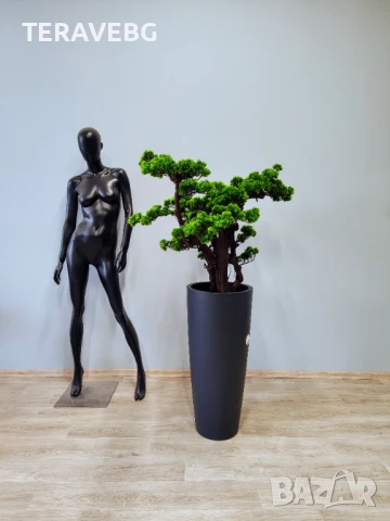 Декоративни дървета , снимка 3 - Изкуствени цветя - 50801494