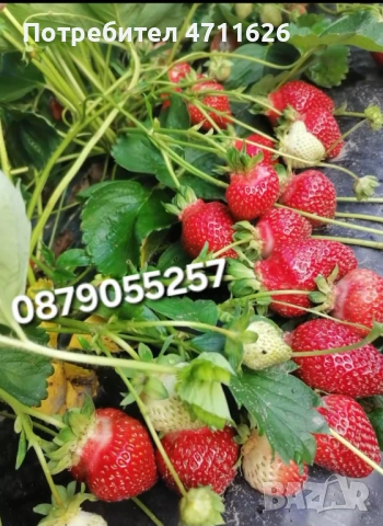 Разсад ягоди целогодишни , снимка 2 - Разсади - 53613985