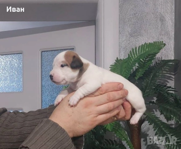 Джак Ръсел териер, снимка 3 - Джак ръсел териер - 53191197