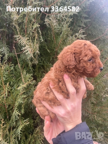 Мини пусел, снимка 15 - Пудели - 53276952