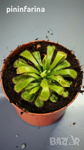 Уникален подарък за 8 март – хищни растения, които впечатляват!, снимка 8 - Градински цветя и растения - 53629961