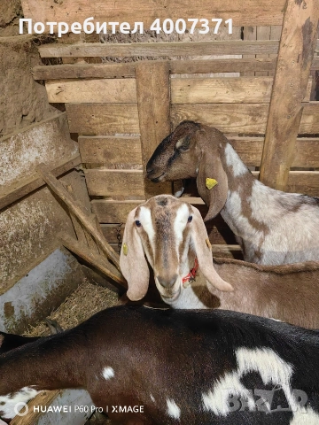 Чистокръвни англонубийски кози, снимка 3 - Кози - 52928016