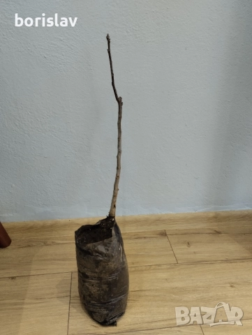 Орехи сортове Чандлър, Шейново и Извор 10, снимка 2 - Разсади - 42417976