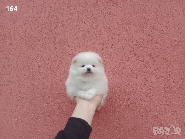 Мъжки и женски бели Померани. Реални снимки от 05.01.26 г. , снимка 2 - Померан - 52926923