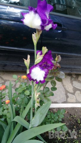 Продавам луковици на цветя Ирис, снимка 6 - Разсади - 35672585