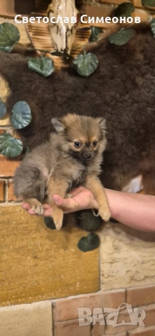 Мини померански шпиц и 2 бр пинчери, снимка 5 - Пинчер - 52832815