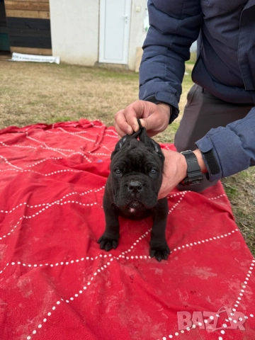 Мъжко Кане корсо, снимка 3 - Кане корсо - 52884652