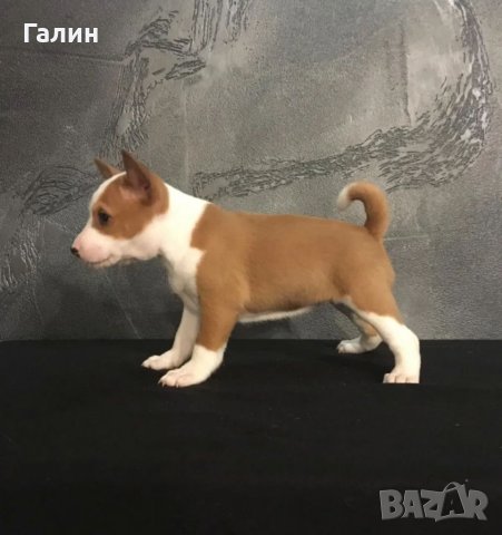 Басенджи, снимка 4 - Други - 41393311