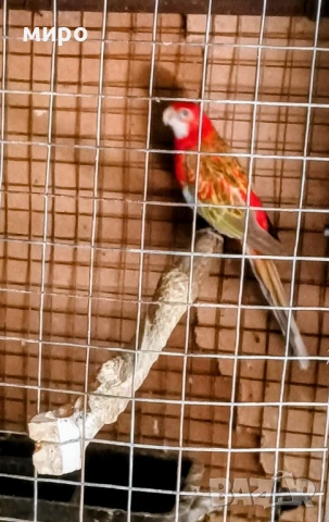 Работеща женска скорицова розела !, снимка 2 - Папагали - 51345847