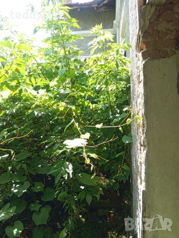 Къща с двор с.Ивански, снимка 4 - Къщи - 50662159