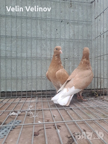 Английски типлери. 