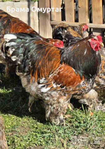 ЕЛИТНИ БРАМИ – РЕДКИ ЦВЕТОВЕ ОТ СЕЛЕКТИРАНИ ЛИНИИ, снимка 2 - Кокошки и пуйки - 50242246