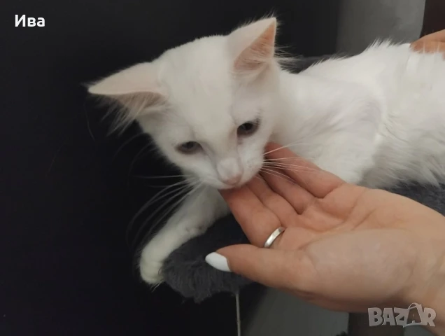 Подарявам котенце, снимка 1