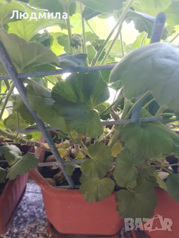 Мушкато,дърво на живота,Шефлера  и др.растения готови за декорация и подарък, снимка 12 - Декорация за дома - 48567968