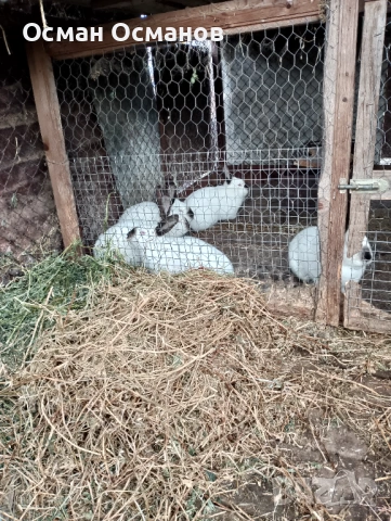 Продавам, снимка 5 - Други животни - 53452437