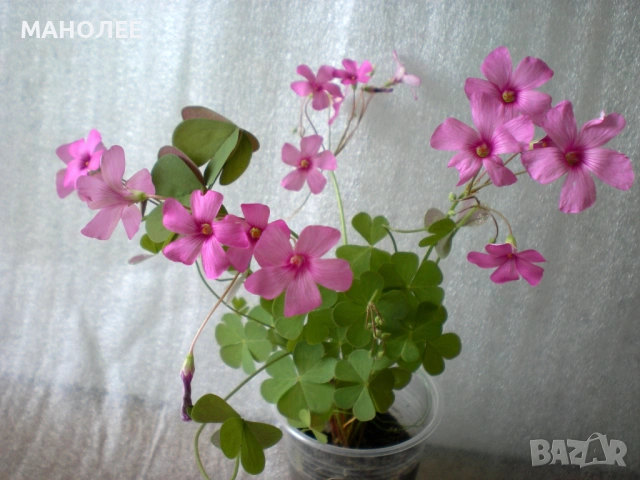 🪷🪷🪷Градинска детелина с розови цветове🪷🪷🪷