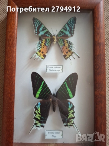 Колекция пеперуди, снимка 2 - Колекции - 53871306