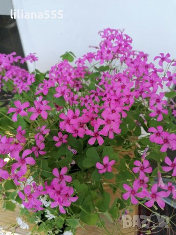 Детелина студоустойчива розов и бял цвят