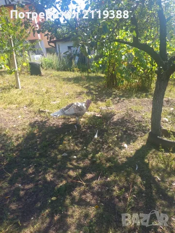 Пуйки на 1г и 4 м, снимка 2 - Кокошки и пуйки - 55835655