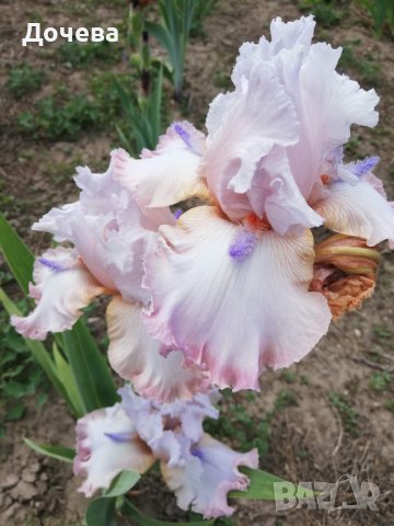 ризоми от сортови брадати ириси, снимка 6 - Градински цветя и растения - 41372392