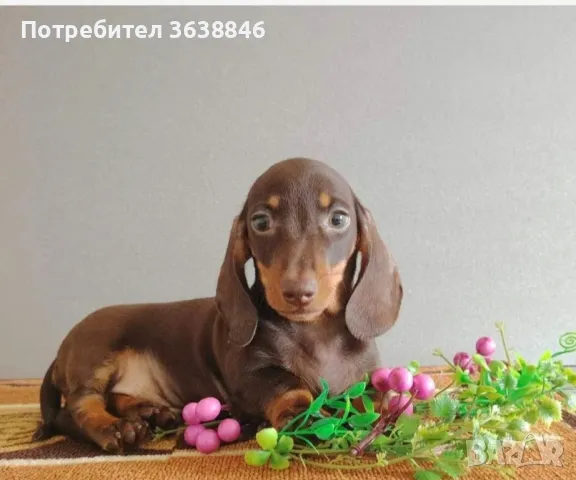 Мини дакел шоколад, снимка 1