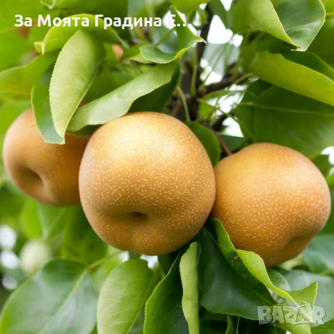 Азиатска круша - Наши, снимка 2 - Градински цветя и растения - 53618692